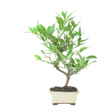 CITRUS LIMENCUAT 16777