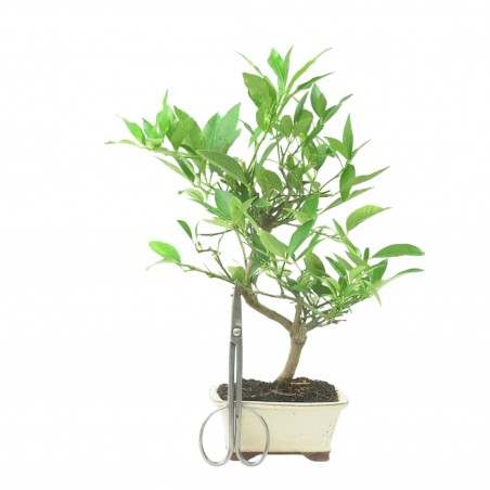 CITRUS LIMENCUAT 16777