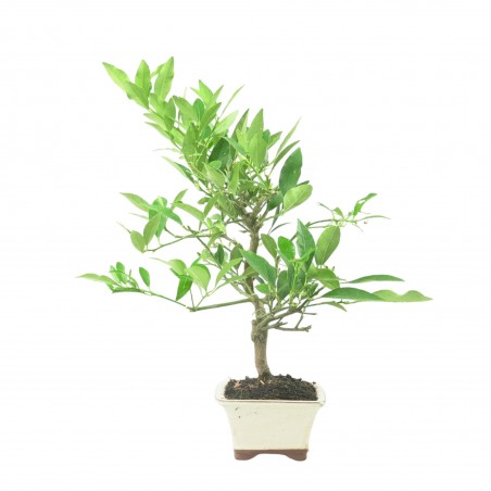 CITRUS LIMENCUAT 16777