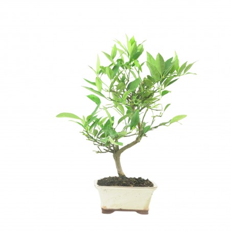CITRUS LIMENCUAT 16777