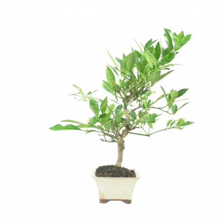 CITRUS LIMENCUAT 16777