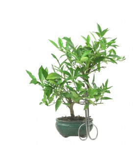 CITRUS LIMENCUAT 16778