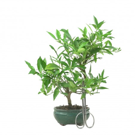 CITRUS LIMENCUAT 16778