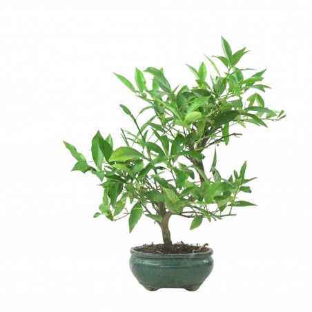 CITRUS LIMENCUAT 16778