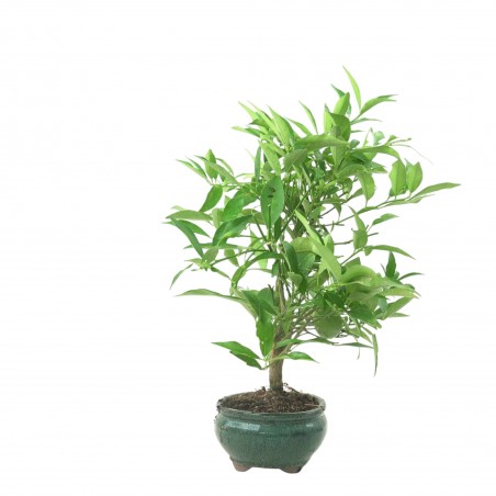 CITRUS LIMENCUAT 16778