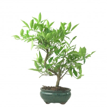 CITRUS LIMENCUAT 16778