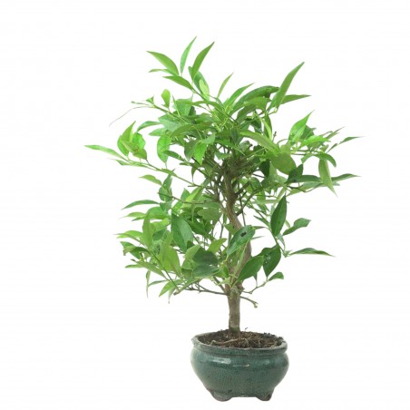 CITRUS LIMENCUAT 16778