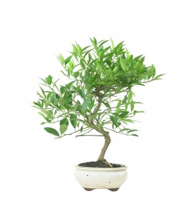 CITRUS LIMENCUAT 16779