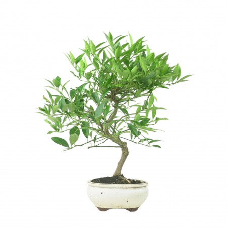CITRUS LIMENCUAT 16779