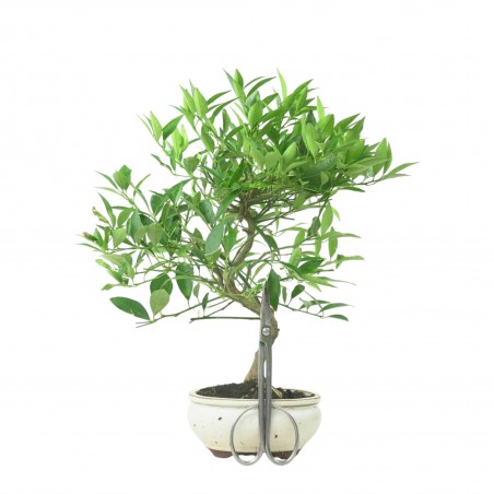 CITRUS LIMENCUAT 16779