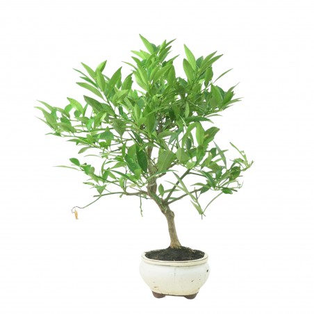 CITRUS LIMENCUAT 16779