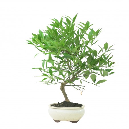 CITRUS LIMENCUAT 16779