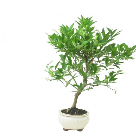 CITRUS LIMENCUAT 16779