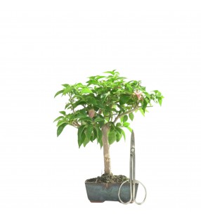BOUGAINVILLEA 16658