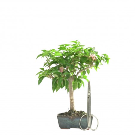 BOUGAINVILLEA 16658