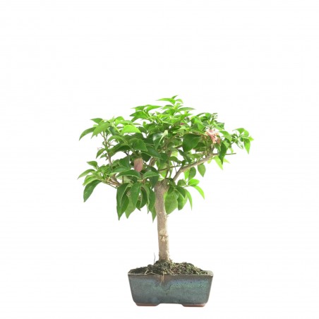 BOUGAINVILLEA 16658