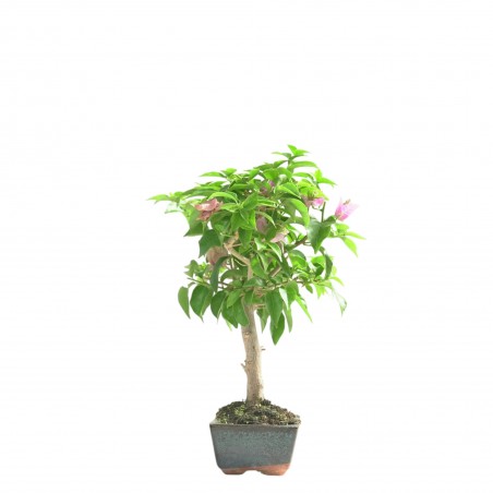BOUGAINVILLEA 16658