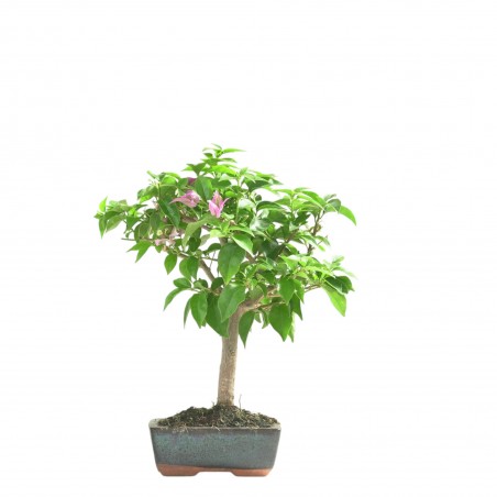 BOUGAINVILLEA 16658