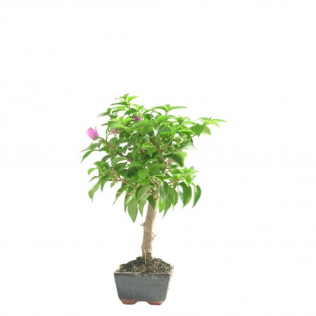 BOUGAINVILLEA 16658