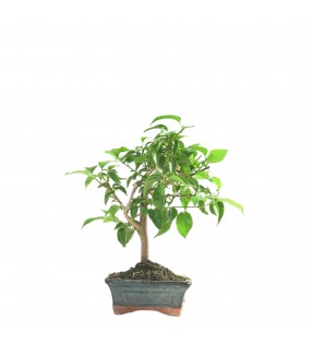 BOUGAINVILLEA 16659