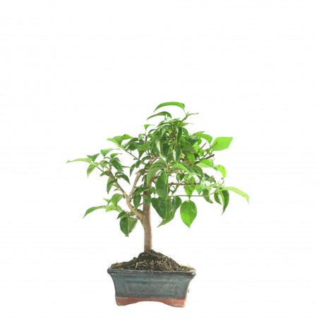 BOUGAINVILLEA 16659