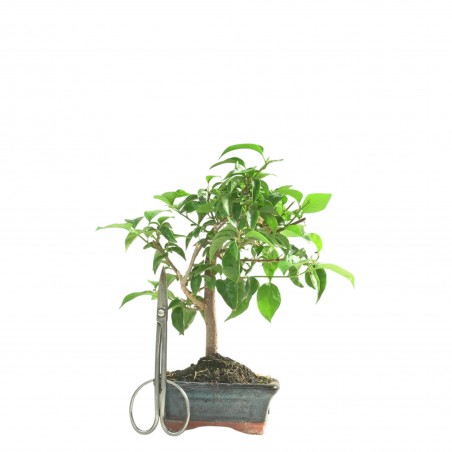 BOUGAINVILLEA 16659