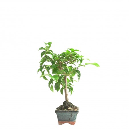 BOUGAINVILLEA 16659