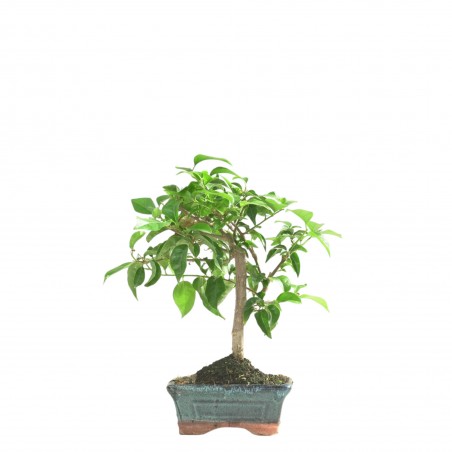 BOUGAINVILLEA 16659
