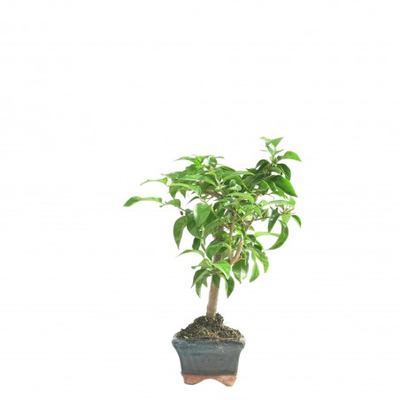 BOUGAINVILLEA 16659