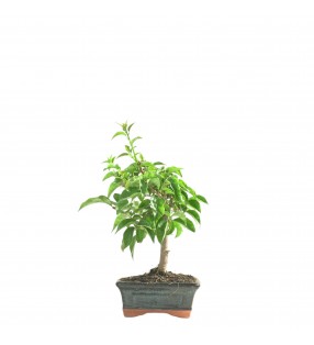 BOUGAINVILLEA 16766