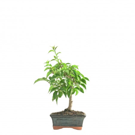 BOUGAINVILLEA 16766