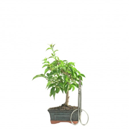 BOUGAINVILLEA 16766