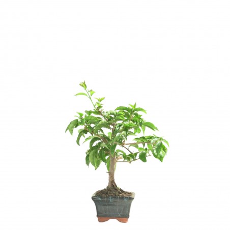 BOUGAINVILLEA 16766