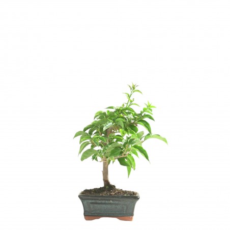 BOUGAINVILLEA 16766