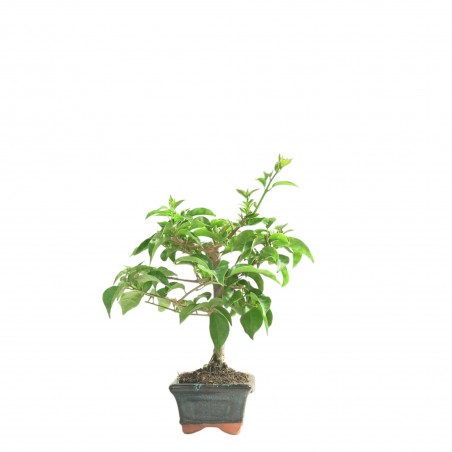 BOUGAINVILLEA 16766