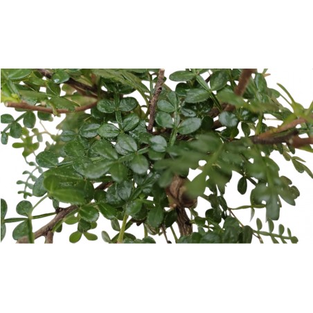 ZANTHOXYLUM 6 AÑOS