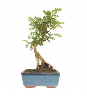 ZANTHOXYLUM 6 AÑOS