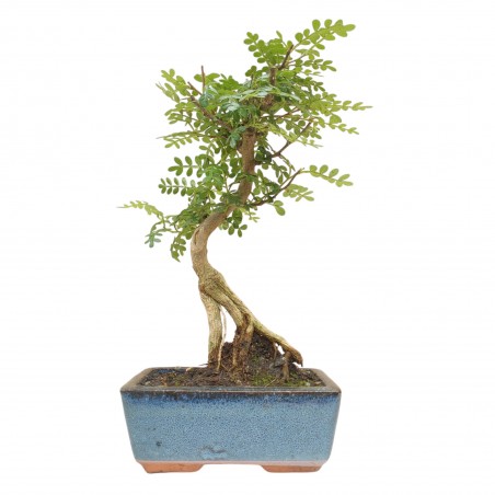 ZANTHOXYLUM 6 AÑOS