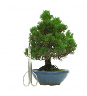 PINUS THUNBERGII IB179