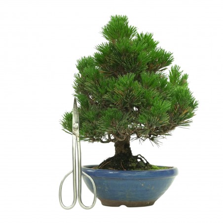 PINUS THUNBERGII IB179