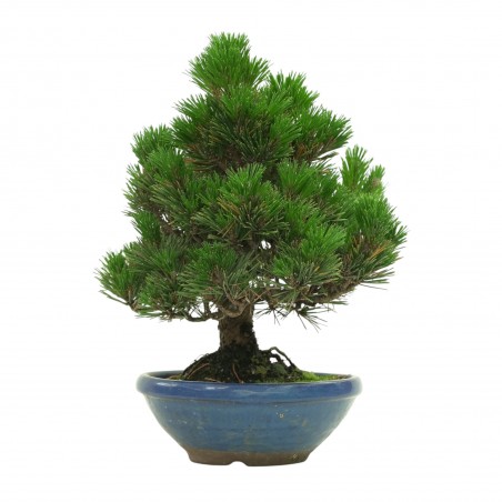 PINUS THUNBERGII IB179