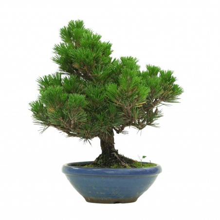 PINUS THUNBERGII IB179