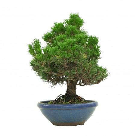 PINUS THUNBERGII IB179