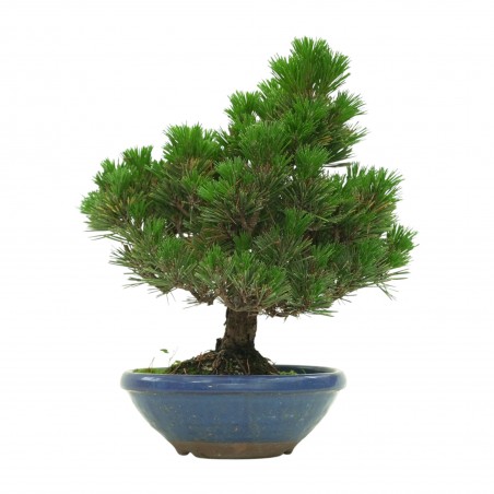 PINUS THUNBERGII IB179