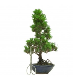 PINUS THUNBERGII IB180
