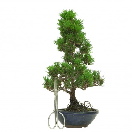 PINUS THUNBERGII IB180