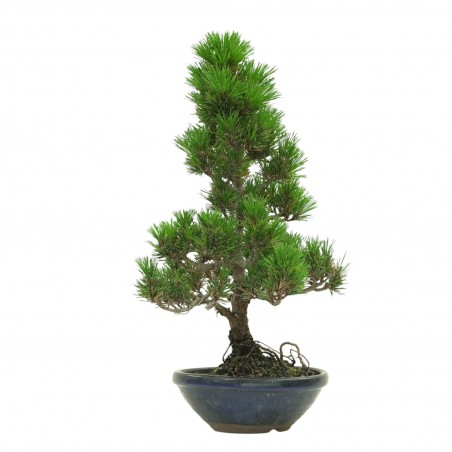 PINUS THUNBERGII IB180