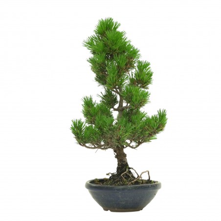 PINUS THUNBERGII IB180