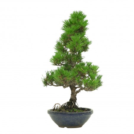 PINUS THUNBERGII IB180