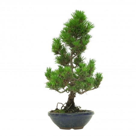 PINUS THUNBERGII IB180
